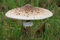 Parasol Mushroom (Macrolepiota Procera) Open: Click to enlarge